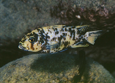 Maylandia fainzilberi 'Charo'